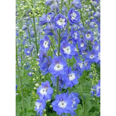 Delphinium 'Jupiter Blue' – Szarkaláb