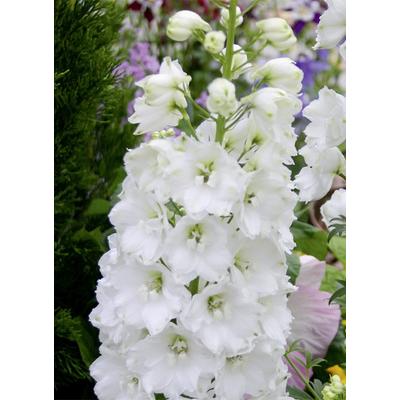 Delphinium 'Jupiter White' – Szarkaláb