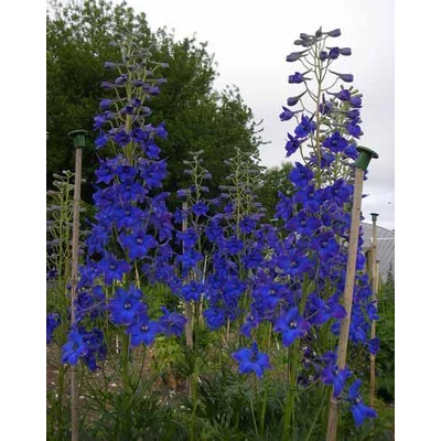 Delphinium 'Völkerfrieden' – Szarkaláb