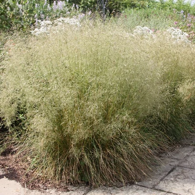 Deschampsia cespitosa – Gyepes sédbúza