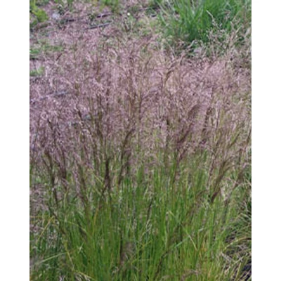 Deschampsia cespitosa 'Pixie Fountain' – Gyepes sédbúza