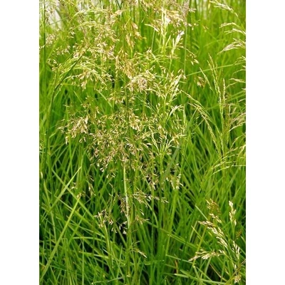 Deschampsia cespitosa 'Tardiflora' - Gyepes sédbúza