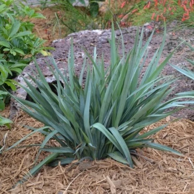 Dianella 'Clarity Blue'®