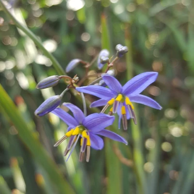 Dianella 'Little Rev'