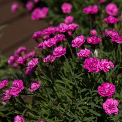 Dianthus caryophyllus 'Pink Pom Pom' – Kerti szegfű