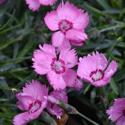 Dianthus caryophyllus 'Pink Twinkle' – Kerti szegfű