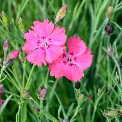 Dianthus gratianopolitanus 'Grandiflorus' – Pünkösdu szegfű