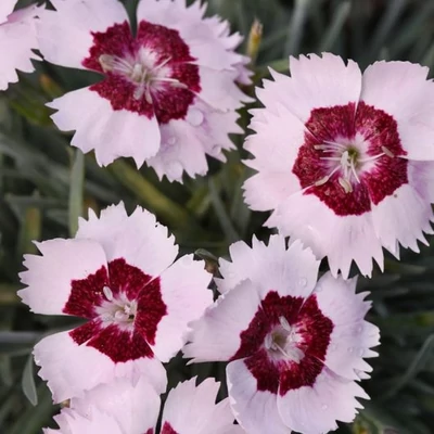 Dianthus hybrida 'Ruby Snow' – Hibrid szegfű