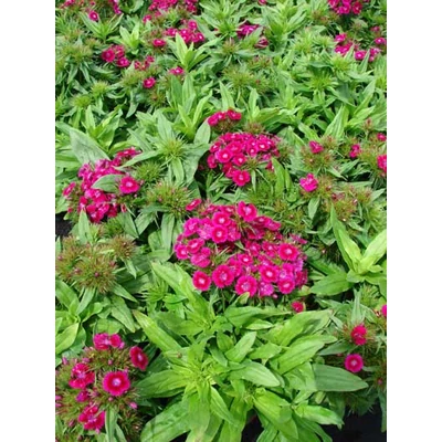 Dianthus barbatus 'Barbarini Purple' – Törökszegfű