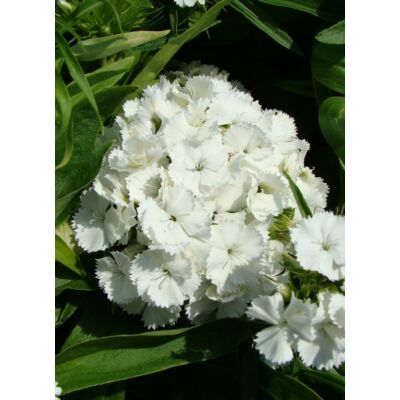 Dianthus barbatus 'Barbarini White' – Törökszegfű