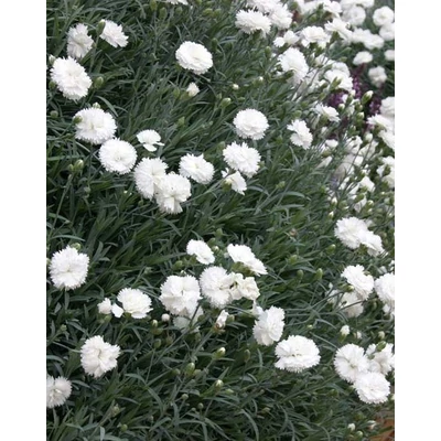 Dianthus caryophyllus 'Arctic Star' – Kerti szegfű