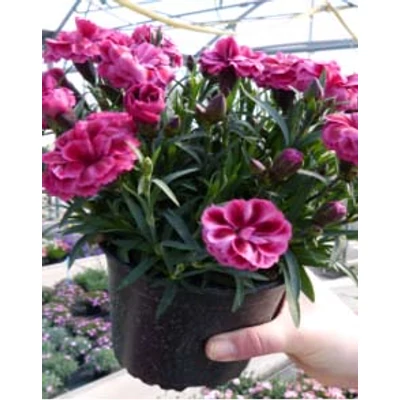 Dianthus caryophyllus 'Code Bicolor' – Kerti szegfű