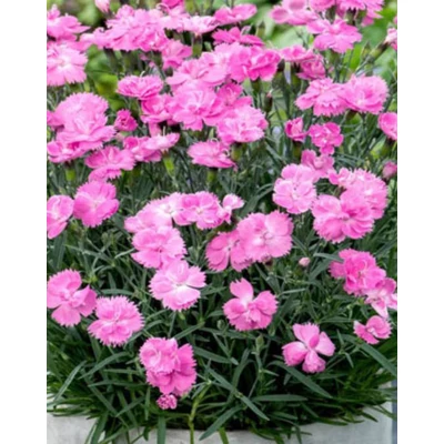 Dianthus caryophyllus 'Dinetta Pink' – Kerti szegfű