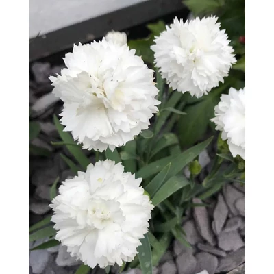 Dianthus caryophyllus 'Suncharm White' – Kerti szegfű