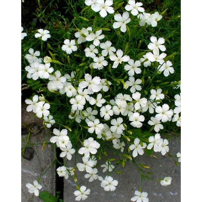Dianthus deltoides 'Albus' – Mezei szegfű