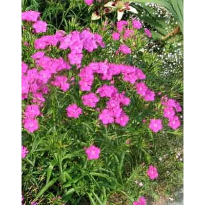 Dianthus deltoides 'Confetti Pink' – Mezei szegfű