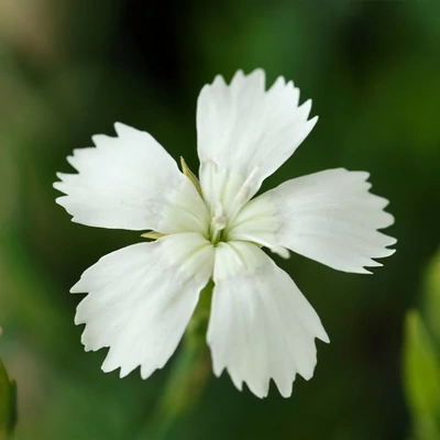Dianthus deltoides 'Confetti Weiss' – Mezei szegfű