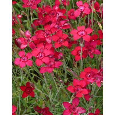 Dianthus deltoides 'Leuchtfunk' – Mezei szegfű