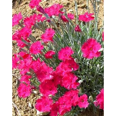 Dianthus gratianopolitanus (syn.: Dianthus caesius) 'Badenia' - Pünkösdi szegfű, deres szegfű