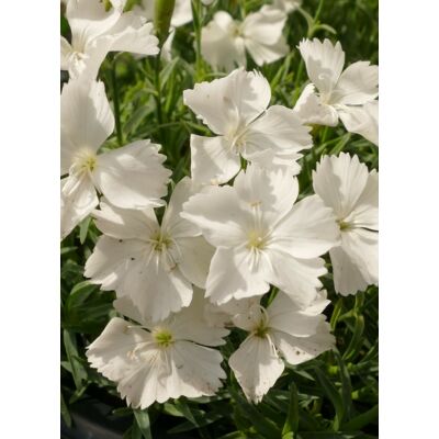 Dianthus gratianopolitanus 'La Bourboule White' - Pünkösdi szegfű