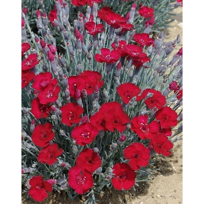 Dianthus gratianopolitanus 'Rubin' - Pünkösdi szegfű