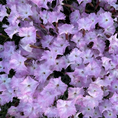 Dianthus gratianopolitanus 'Whatfield Wisp' – Pünkösdi szegfű