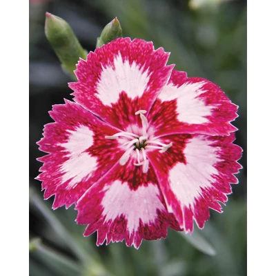 Dianthus plumarius 'Angel of Desire' – Tollas szegfű