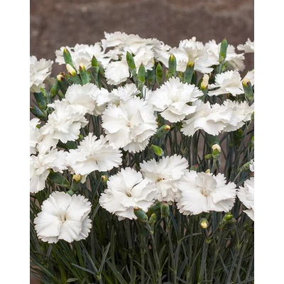 Dianthus plumarius 'Angel of Purity' – Tollas szegfű