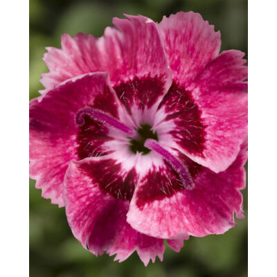 Dianthus plumarius 'Dixie Pink' – Tollas szegfű