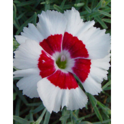 Dianthus plumarius 'Dixie White Red Bicolor' – Tollas szegfű