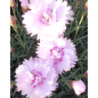 Dianthus plumarius 'Pike's Pink' - Tollas szegfű (rózsaszín, telt, illatos)