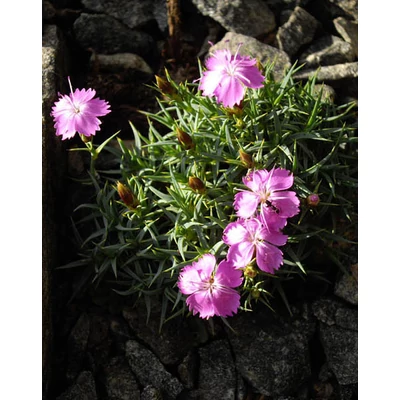 Dianthus webbianus – Törpe szegfű