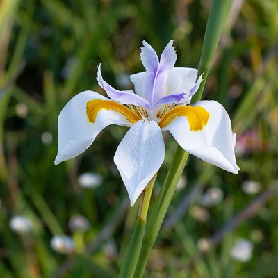 Dietes grandiflora – Nagyvirágú kaffernőszirom