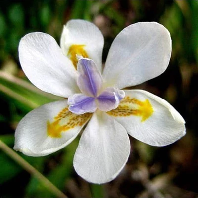 Dietes iridoides – Kaffernőszirom