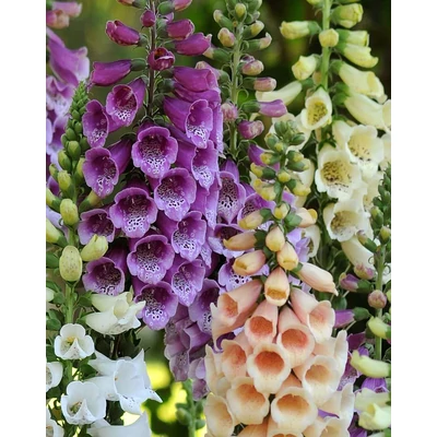 Digitalis purpurea 'Dalmatian Mix' – Pettyegetett gyűszűvirág (színkeverék)