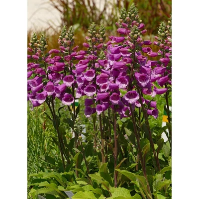 Digitalis purpurea 'Dalmatian Purple' – Pettyegetett gyűszűvirág