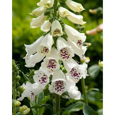 Digitalis purpurea 'Dalmatian White' – Piros gyűszűvirág