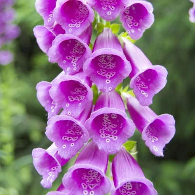 Digitalis purpurea – Piros gyűszűvirág