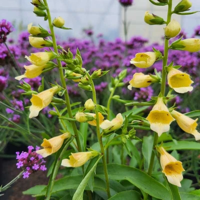 Digitalis 'Spice Island' – Gyűszűvirág