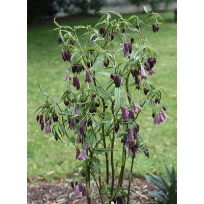 Disporum cantoniense