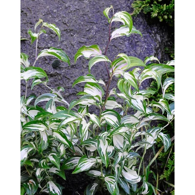 Disporum cantoniense 'Moonlight'