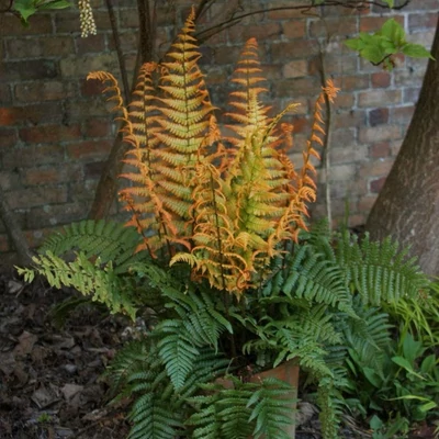 Dryopteris wallichiana 'Jurassic Gold' – Alpesi fapáfrány