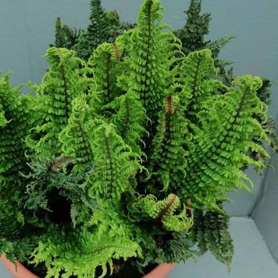 Dryopteris affinis 'Crispa Congesta' – Pelyvás pajzsika