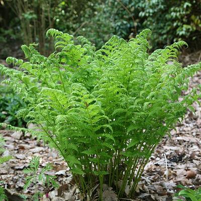Dryopteris affinis 'Cristata The King'