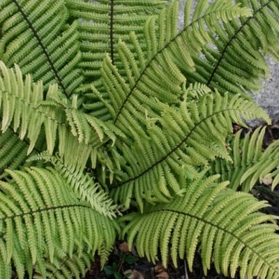 Dryopteris atrata – Borzas pajzsika