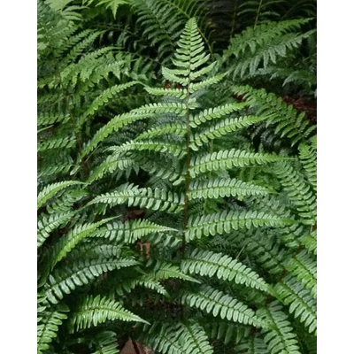 Dryopteris championii – Bajnok páfrány