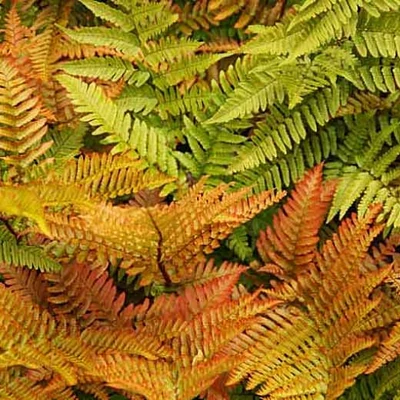 Dryopteris erythrosora 'Brillance' – Japán ernyőpáfrány