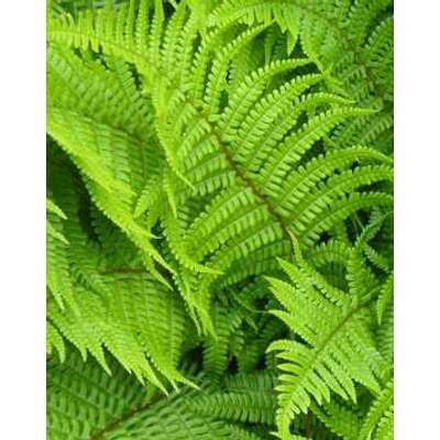 Dryopteris filix-mas - Erdei pajzsika (9x9-es cserépben)