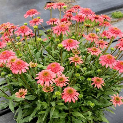 Echinacea 'Cara Mia Seashell' – Kasvirág