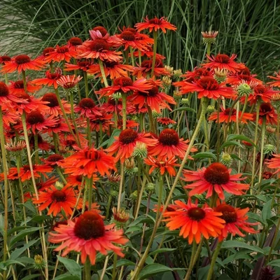 Echinacea 'Hot Lava' – Kasvirág